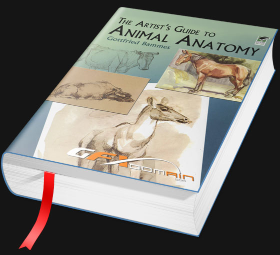 The Artist S Guide To Animal Anatomy Dover Anatomy For Artists By Gottfried Bammes Gfxdomain Blog